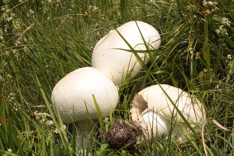 in alta quota nei miei Sibillini